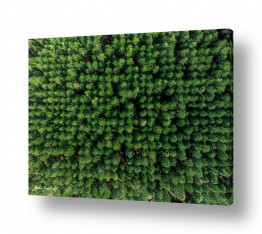 צמחים יער | תמונות במבצע | צמרת