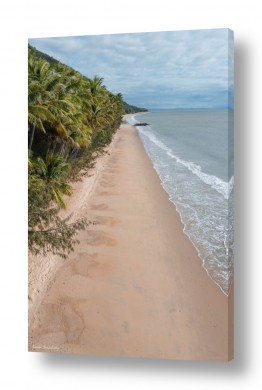 צילומים צילומים חופים וים | palms
