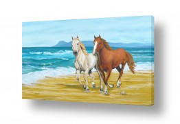 יונקים סוסים | דהרה על החוף