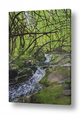 נריה ספיר נריה ספיר - ציור ריאליסטי - מים | נחל במעבה היער
