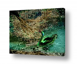 עוף מים ברבור | ברבור בן טווס
