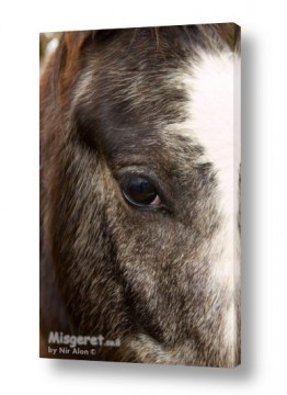 אחר בעלי חיים | עין הסוס