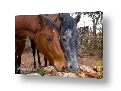 צבעים פופולארים צבע חום | דו-סוס