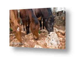 מדבקות קיר מדבקות קיר סוסים | תלת-סוס