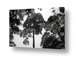ניר אלון ניר אלון - צלם דוקומנטרי | צלם רפרודוקציות - צמחים | ג'ונגל