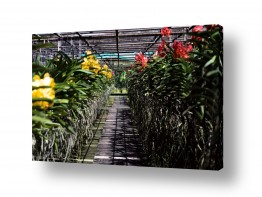ניר אלון ניר אלון - צלם דוקומנטרי | צלם רפרודוקציות - צמחים | סחלבים