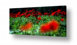 ניר אלון ניר אלון - צלם דוקומנטרי | צלם רפרודוקציות - צמחים | שדה כלניות