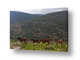 ניר אלון ניר אלון - צלם דוקומנטרי | צלם רפרודוקציות - בעלי חיים | סוסי פרא