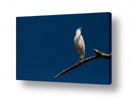 ניר אלון ניר אלון - צלם דוקומנטרי | צלם רפרודוקציות - ציפור | אנפה על ענף