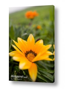 ניר אלון ניר אלון - צלם דוקומנטרי | צלם רפרודוקציות - פרחים | נורית