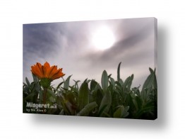 ניר אלון ניר אלון - צלם דוקומנטרי | צלם רפרודוקציות - צמחים | פרח ושמש