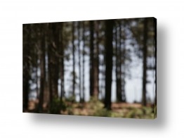 ניר אלון ניר אלון - צלם דוקומנטרי | צלם רפרודוקציות - צמח | יערות הכרמל