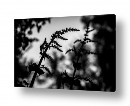 קולקציות Test B&W&R | מרווה ירושלמית