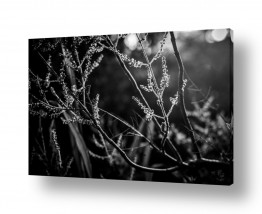 ניר אלון הגלרייה שלי | אור אחורי