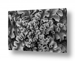 ניר אלון הגלרייה שלי | מבט על