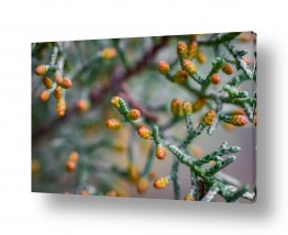 ציורי אבסטרקט נוף וטבע מופשט | ניצני אצטרובלים