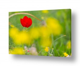 מדבקות קיר מדבקות קיר עלים | כלנית בודדה