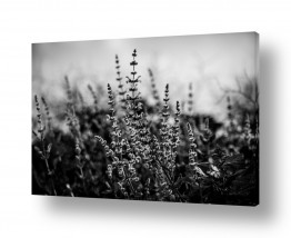 קולקציות Test B&W&R | כשאור מלטף