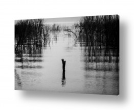 ניר אלון הגלרייה שלי | מקל בודד