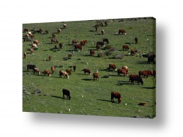 יונקים פרה פרות | פרות באחו