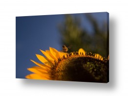 פרחים חמניה | כמעוף הדבורה