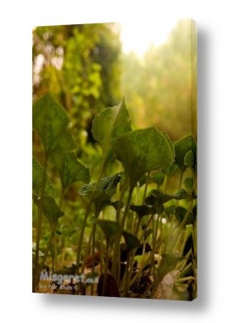ניר אלון ניר אלון - צלם דוקומנטרי | צלם רפרודוקציות - פרחים | עלי רקפת