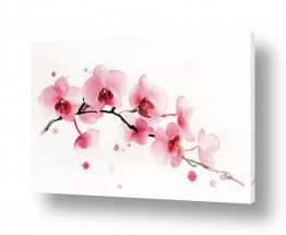 פרחים סחלבים | סחלב יפני