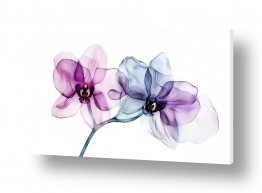 פרחים סחלבים | שני סחלבים שקופים