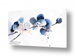 חדרים מסדרון פרוזדור | סחלב יפני כחול