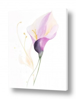 פרחים קאלות | קאלה קסומה