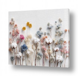 שדות שדות כותנה | פרחי כותנה