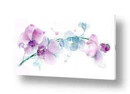 פרחים סחלבים | סחלב עדין