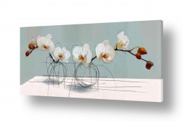 פרחים סחלבים | סחלב מאוייר