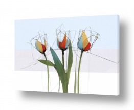 נעמי עיצובים הגלרייה שלי | שלושה צבעונים