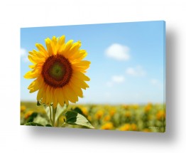 פרחים חמניה | תמונות במבצע | זריחה