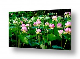 צילומים אורית גפני | יופיים של פרחי הלוטוס