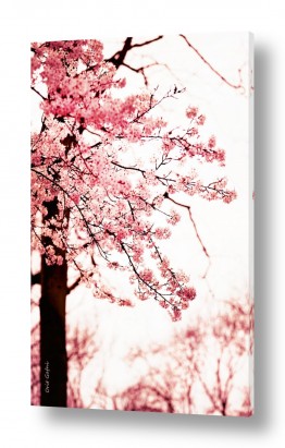 עץ ענף | אווירה יפנית