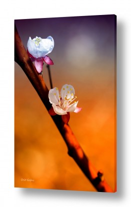 צילומים אורית גפני | אור הפריחה