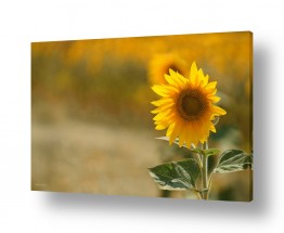 פרחים חמניה |  פרחי השמש II