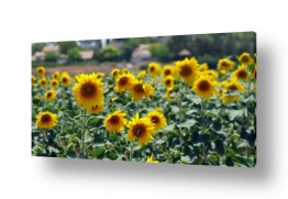 פרחים חמניה | תמונות במבצע | חמניות בכפר