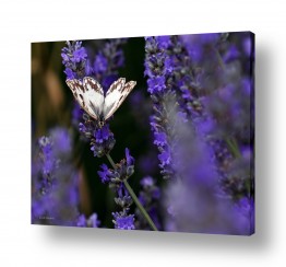 צילומים אורית גפני | עף מפרח לפרח
