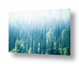 עץ ברושים | ברושים בערפל
