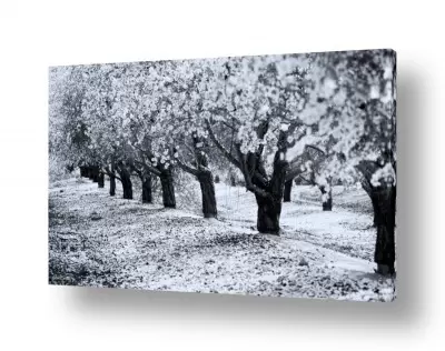 פרחים לפי צבעים פרחים סגולים | משטח של לובן
