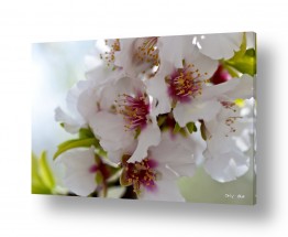 אורלי גור אורלי גור - צילום טבע וצילום מזון - פרח | שקדיות 25