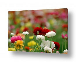אורלי גור אורלי גור - צילום טבע וצילום מזון - פרחים | נוריות 8