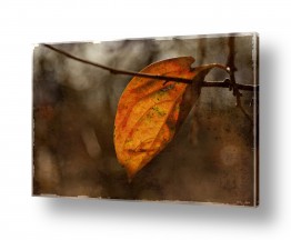 אורלי גור אורלי גור - צילום טבע וצילום מזון - עצים | אפרסמון