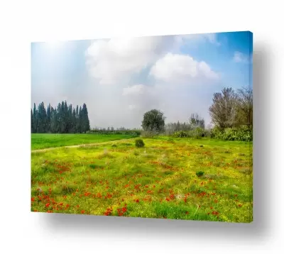 נושאים עונות השנה | נגב ירוק ופורח