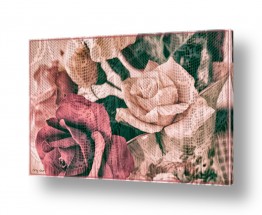 תמונות לפי נושאים וילון | ורדים מאחורי וילון 1