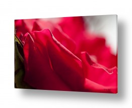 אורלי גור אורלי גור - צילום טבע וצילום מזון - פרח | ורדים 3