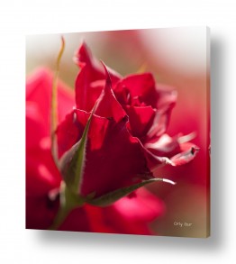 אורלי גור אורלי גור - צילום טבע וצילום מזון - מאקרו | ורדים 4